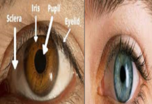 கண்களை பற்றி தெரியாத ரகசியங்கள்?