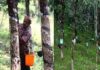Kottayam Rubber Industry Facts -Part 2?