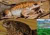 Short-mouthed frog in kerala?