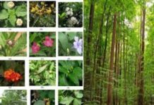 Indian Green revolution of West Bengal?